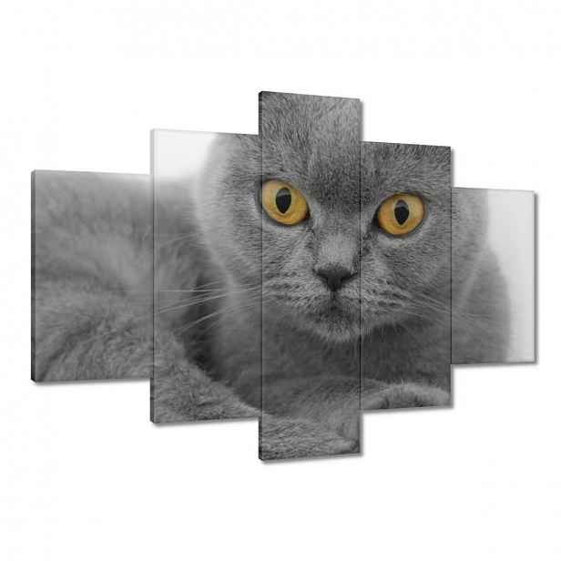 Obrazy 150x105 Šedá britská kočka