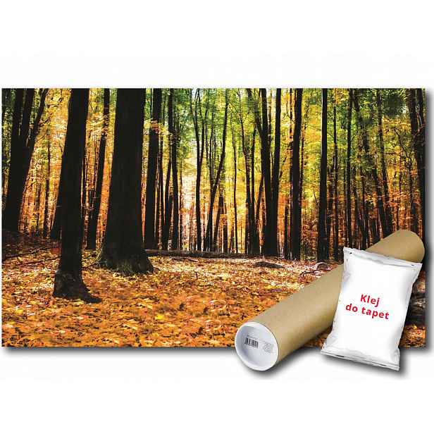 Vinylová fototapeta Les park stromy listí podzim krajina výhled 416x254