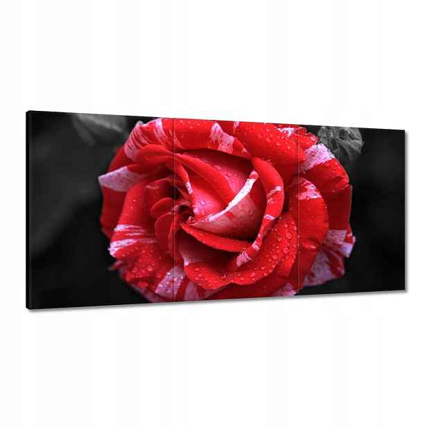 Obrazy 120x60 Bílo-červená růže