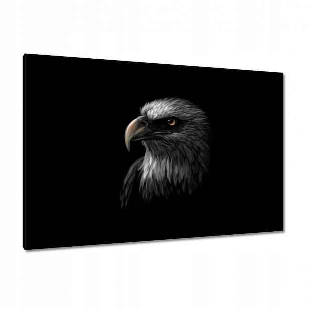 Obrazy 120x80 Orel Bílý pták orli