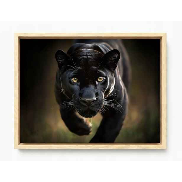 Obraz Rám Americký Box Zvíře Dravec Kočka Černá Pantera Puma 80x60