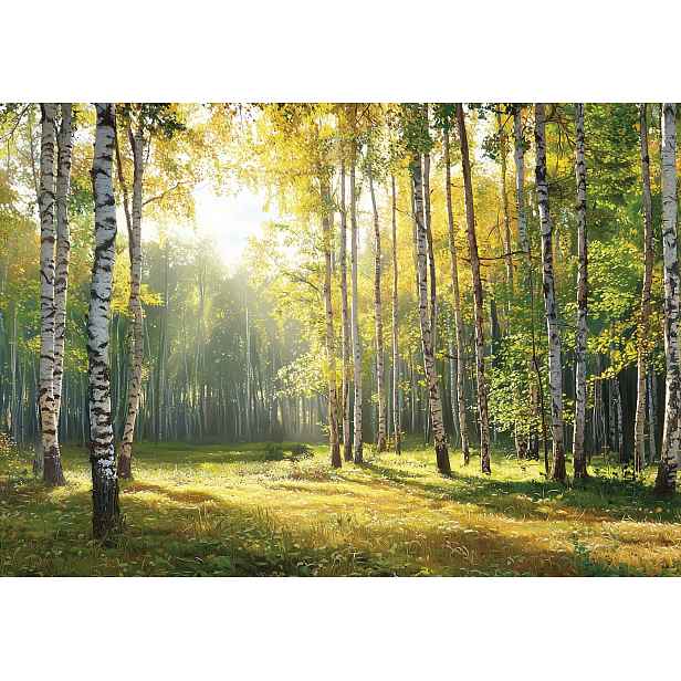 Vliesová fototapeta Lesní hloubka s břízami 150x105 lepidlo