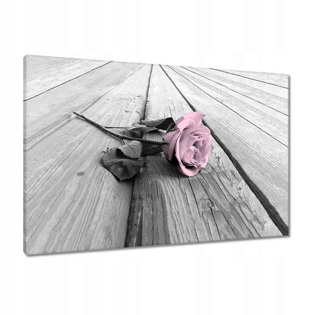 Obrazy 90x60 Pudrová růžová Old pink Rose