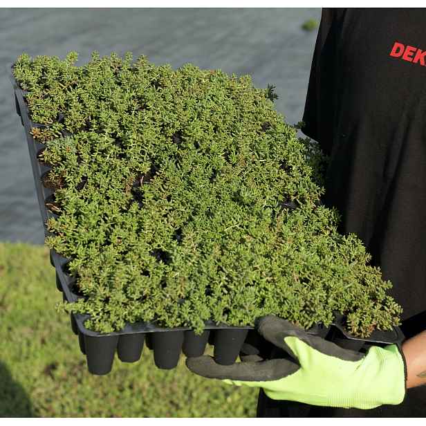 Minisadba GREENDEK Sedum album (135 ks/bal.)