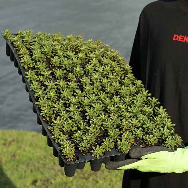 Minisadba GREENDEK Sedum floriferum (135 ks/bal.)