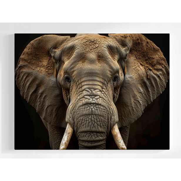 Plakát Zvíře Fauna Příroda Fotografie Makro Slon 100x75