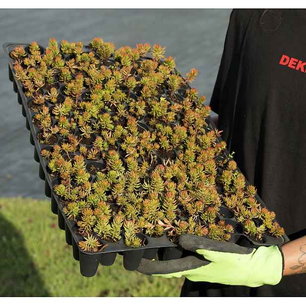 Minisadba GREENDEK Sedum rupestre (135 ks/bal.)