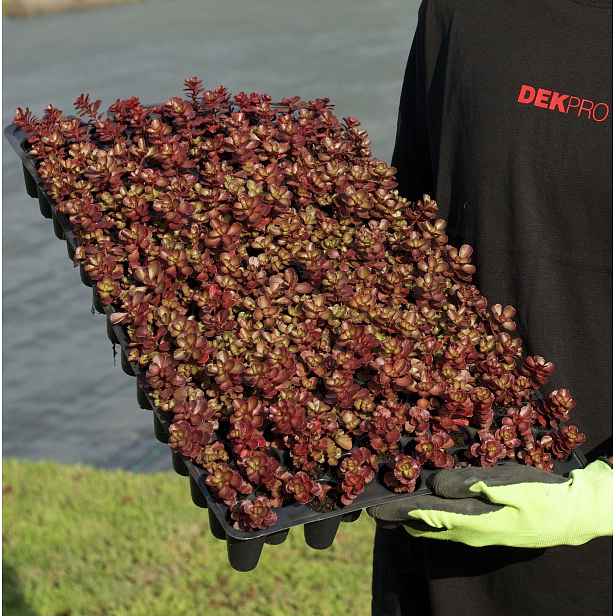 Minisadba GREENDEK Sedum spurium Purpurteppich (135 ks/bal.)