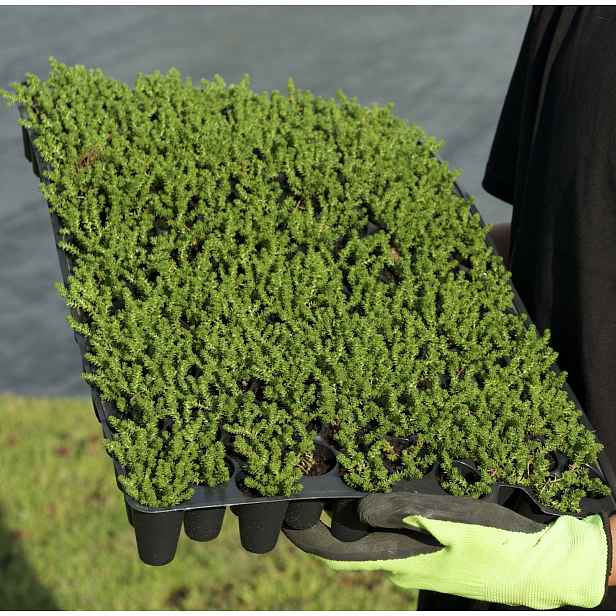 Minisadba GREENDEK Sedum sexangulare (135 ks/bal.)