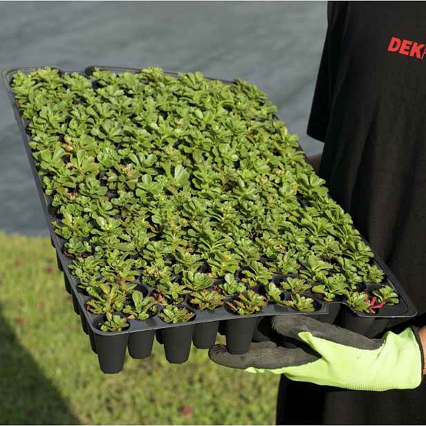 Minisadba GREENDEK Sedum kamtschaticum (135 ks/bal.)
