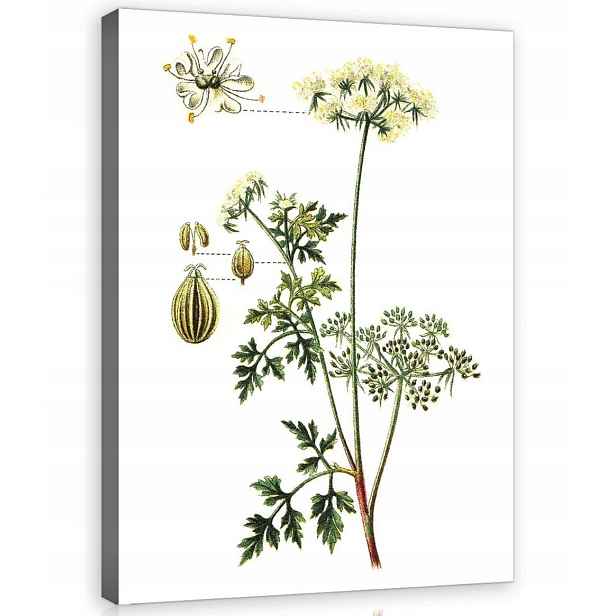 Obraz Na Plátně Plátno 50x70 Bylinky Kresba Řebříček Achillea Rostlina