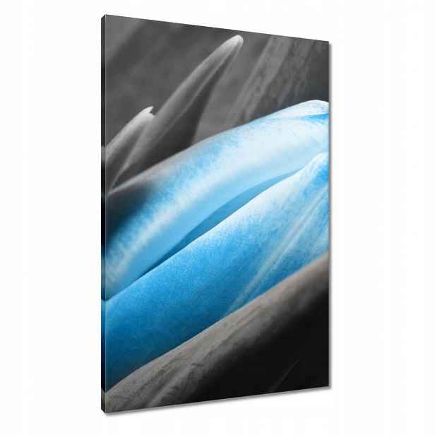 Obrazy 60x90 Modré okvětní lístky Tulipán