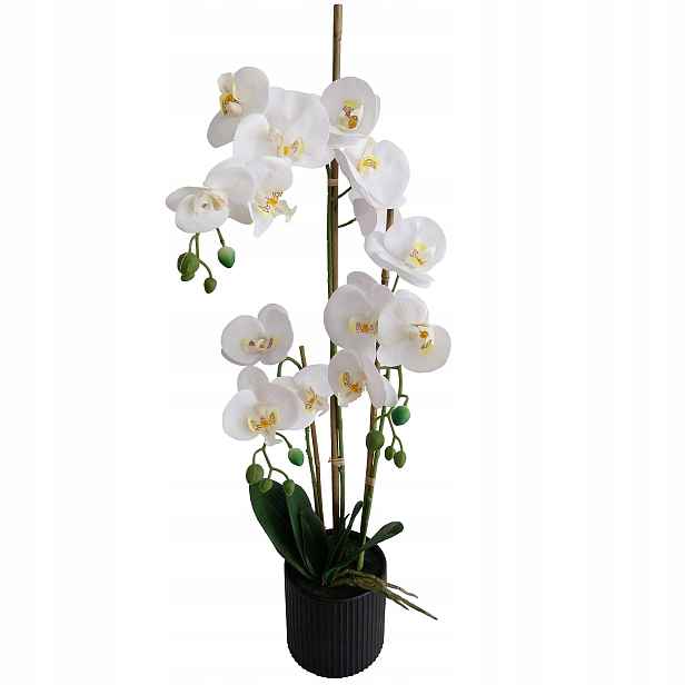 Orchidej V Květináči Velká Orchidej 80 cm Orchidej Bílá Vysoká