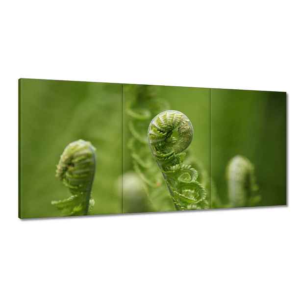 Obrazy 120x60 Paprotky Les Zeleň List