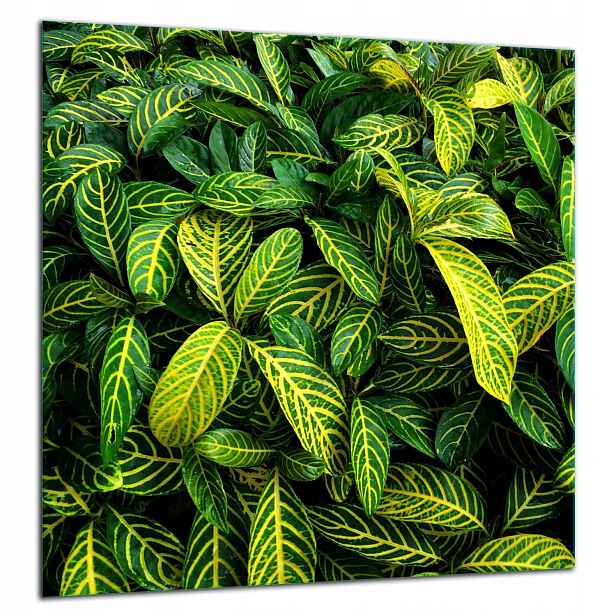 Skleněná Ochranná Deska Panel Lepidlo 60x65 Zelená