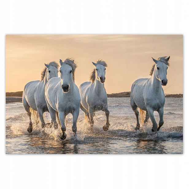 Fototapety 104x70 Divocí koně Wild Horses