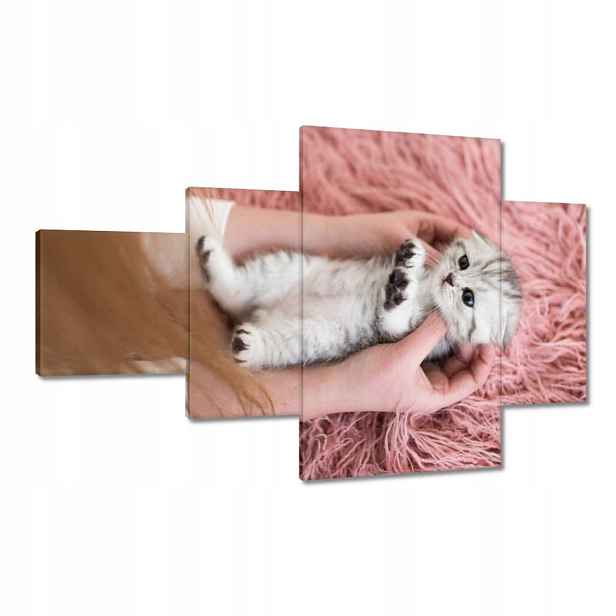 Obrazy 130x80 Kočka Kotě Kočky