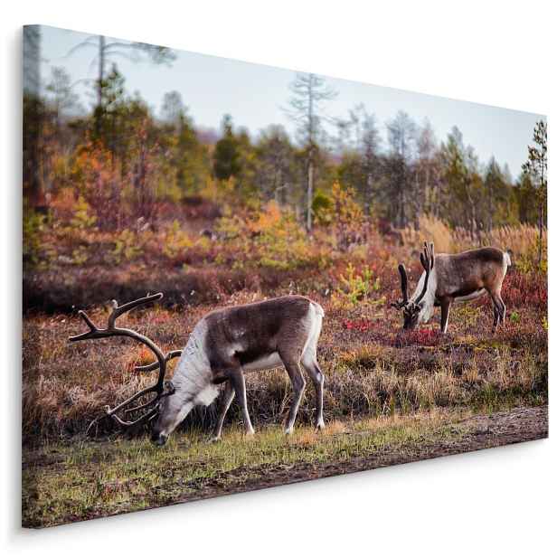 MyBestHome BOX Plátno Polární Sob Varianta: 70x50