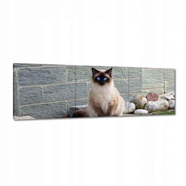 Obrazy 120x40 Kočka Kotě Kočičky Kočička