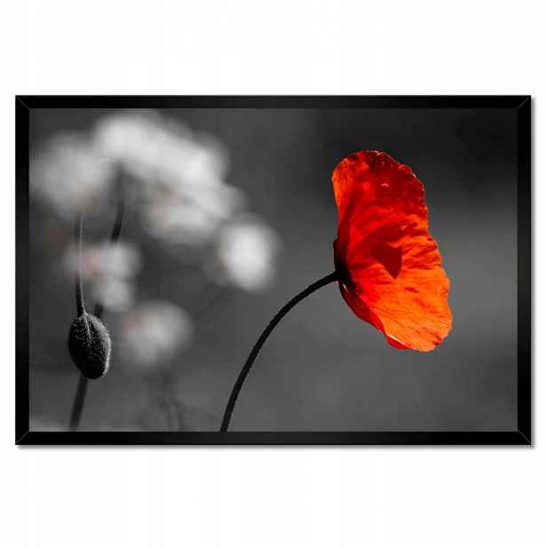 Plakáty v rámu 60x40 Rozkvetlý červený mák