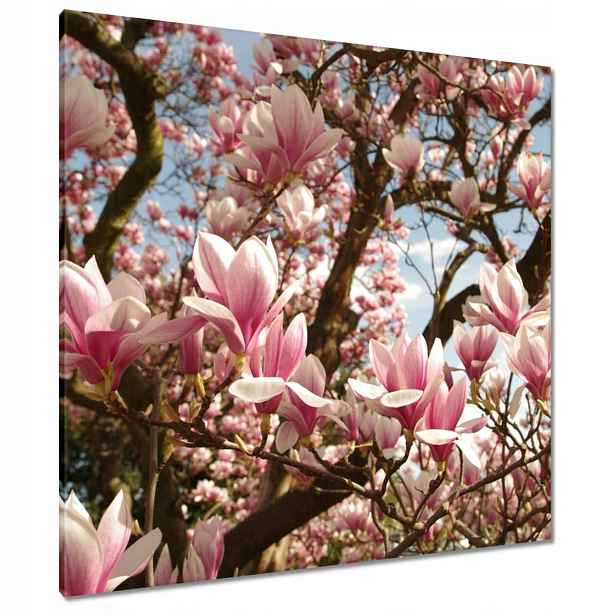 Obrazy 90x90 Magnolie Květiny Světle Modrá