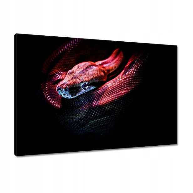 Obrazy 90x60 Červený had