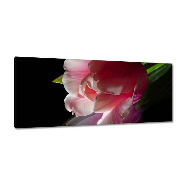 Obrazy 100x40 Růžový květ Tulipán