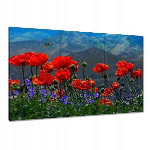 Obrazy 120x80 Červené máky Květiny