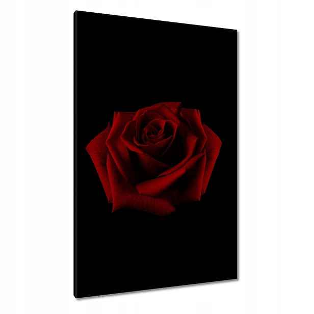 Obrazy 80x120 Krásná červená růže