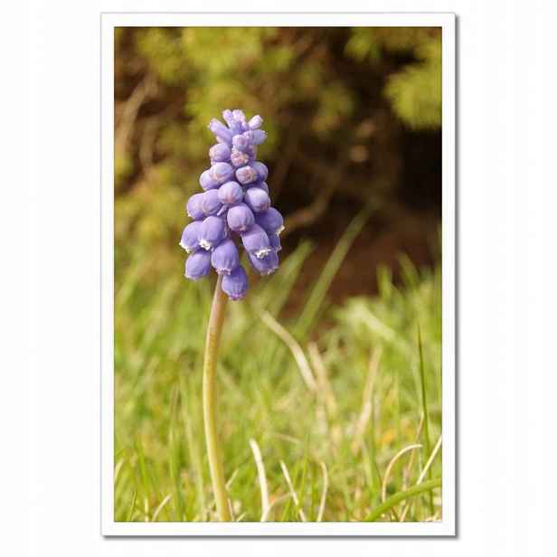 Plakáty v rámu 40x60 Fialová květina
