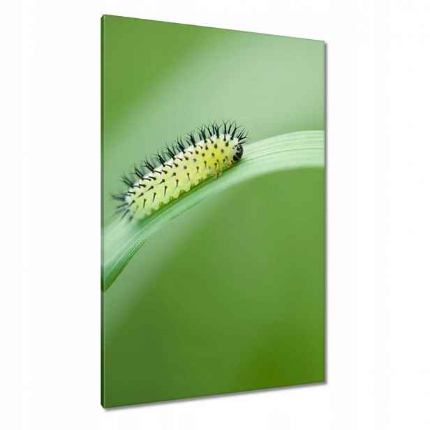 Obrazy 80x120 Zelená housenka