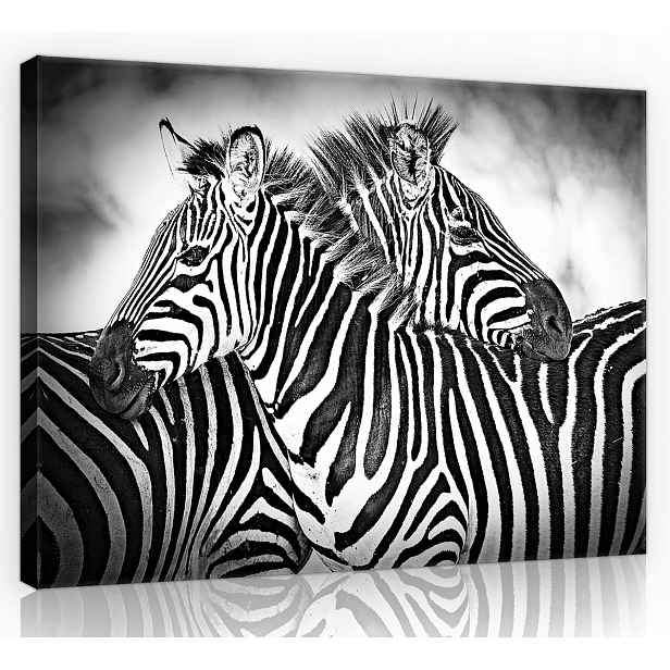 Obraz Na Plátně Canvas 70x50 Zvířata Zebra Pár B&w Příroda