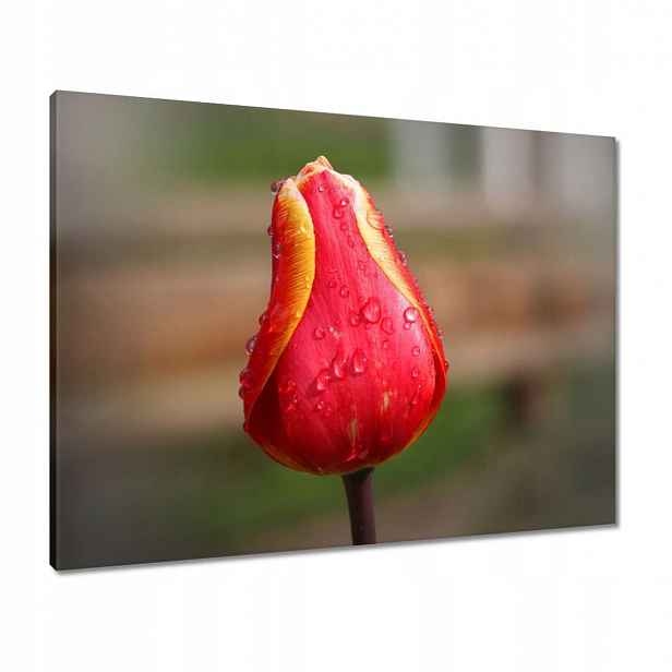 Obrazy 80x60 Červeno-žlutý tulipán