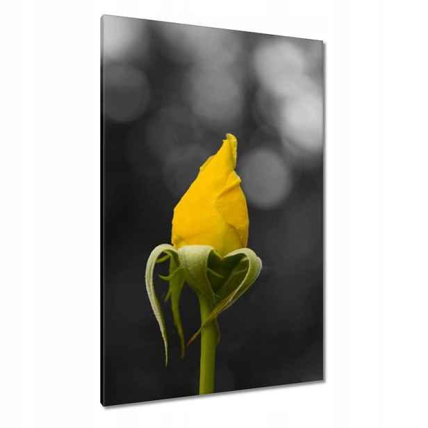 Obrazy 80x120 Žlutá růžička
