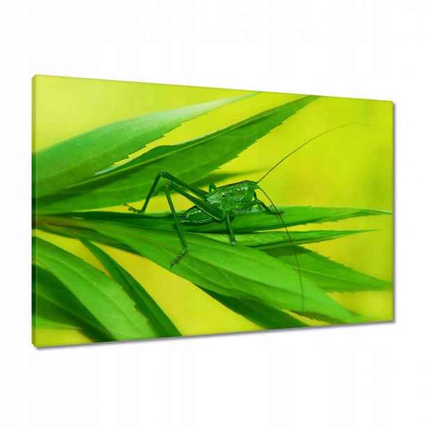 Obrazy 90x60 Zvířata Zvířátka