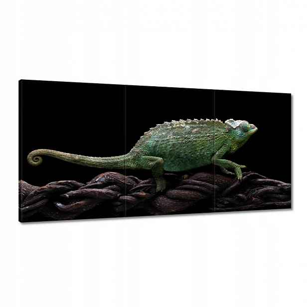 Obrazy 180x90 Dlouhý zelený chameleon
