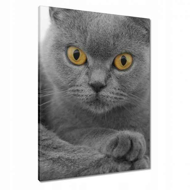Obrazy 60x80 Šedá britská kočka