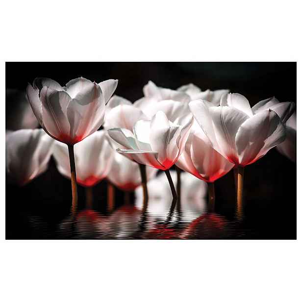 Fototapeta Bílé tulipány ve vodě elegance a harmonie 254x184 lepidlo