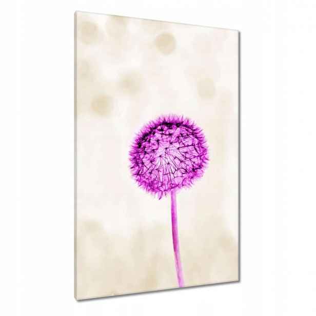 Obrazy 80x120 Fialový Pampeliška