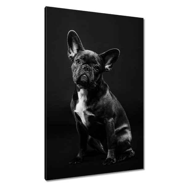 Obrazy 80x120 Francouzský černý buldoček