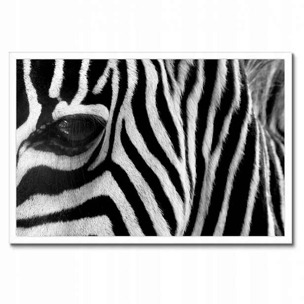 Plakáty v rámu 60x40 Černobílé pruhy Zebra