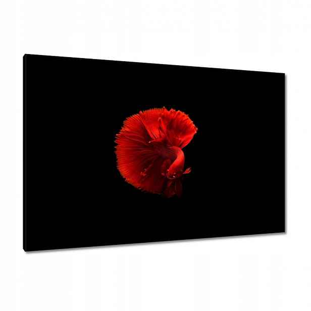 Obrazy 120x80 Bojovník Rybka Červená