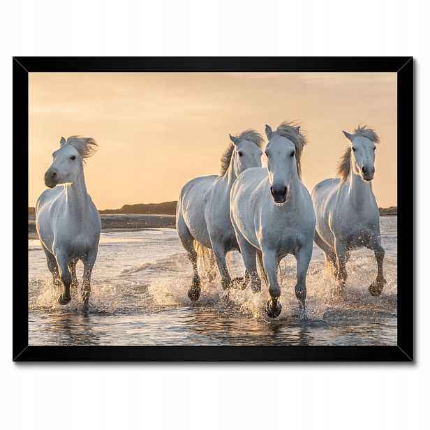 Plakáty v rámu 40x30 Divocí koně Wild Horses