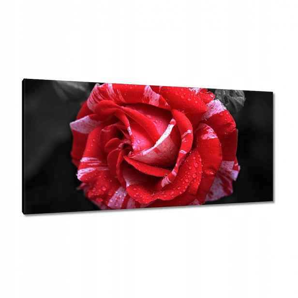 Obrazy 115x55 Bílo-červená růže