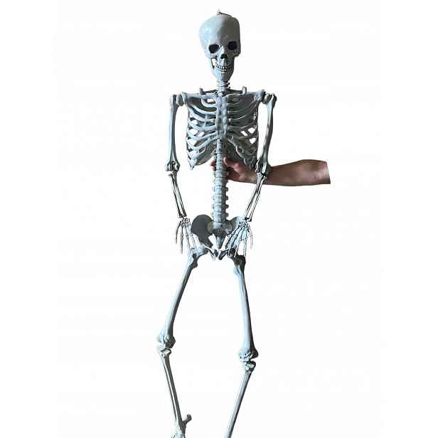 Velká kostra Resteq 180 cm Anatomický model člověka, přesné detaily
