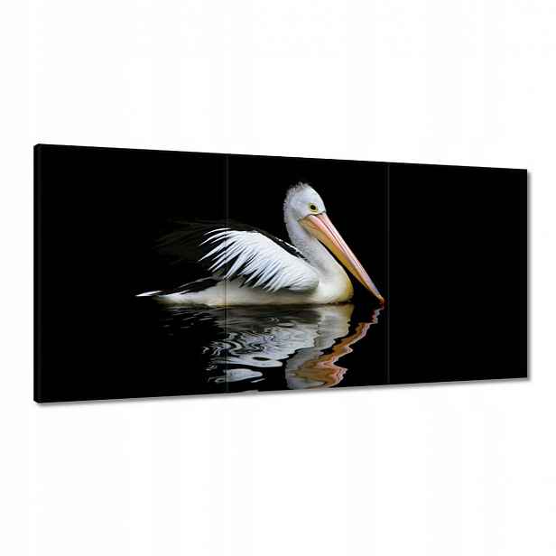 Obrazy 120x60 Kormoran
