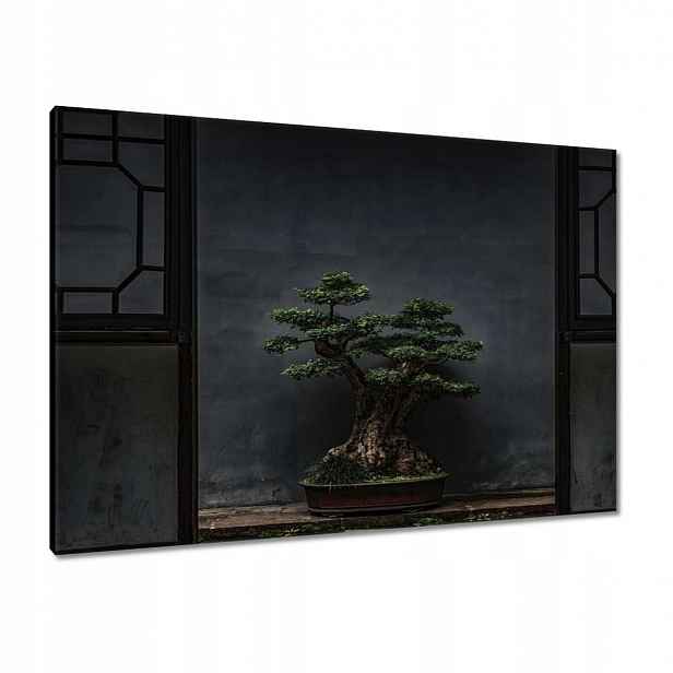 Obrazy 100x70 Bonsai Strom Kultura
