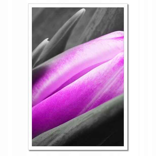 Plakáty v rámu 40x60 Fialový tulipán