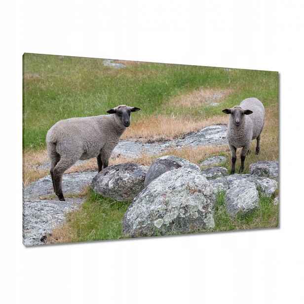 Obrazy 120x80 Vypasování ovcí Ovečky Ovce