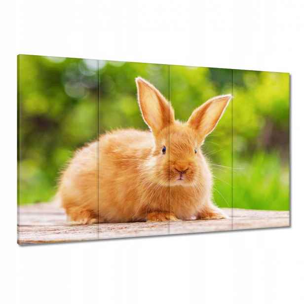 Obrazy 120x80 Králíček velikonoční